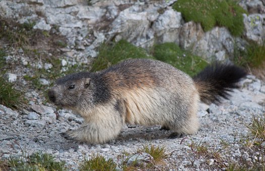 Free Marmot Alps photo and picture