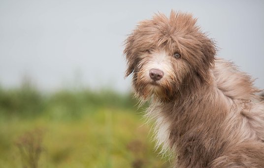 Free Puppies View photo and picture