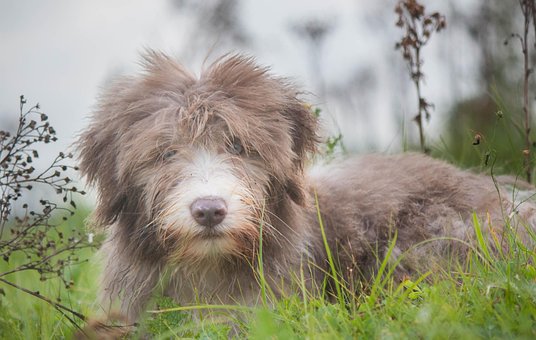 Free Dog Puppy Small Dog photo and picture