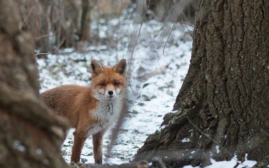Free Fox Snow photo and picture