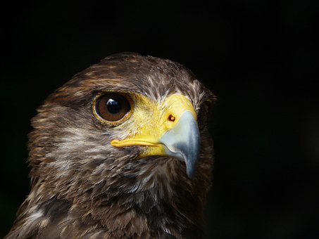 Free Royal Eagle Bird photo and picture