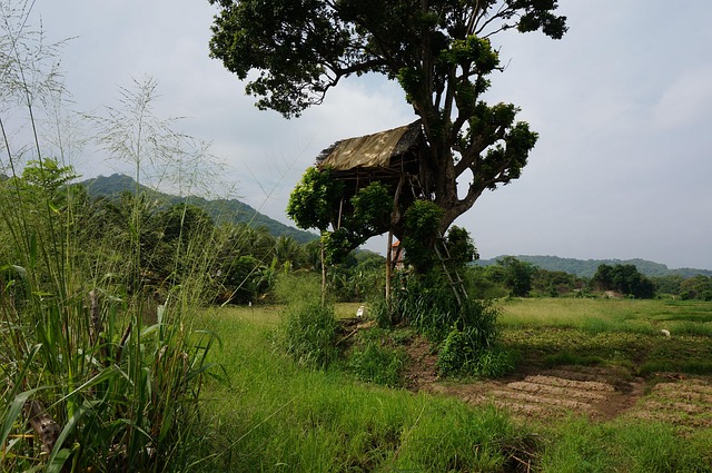 Free Sri Lanka Srilanka photo and picture