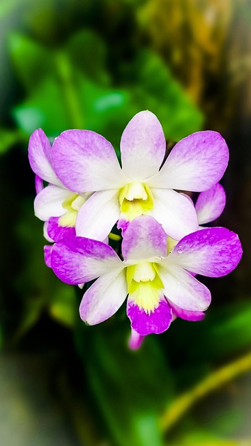 Free Orchid Bloom photo and picture