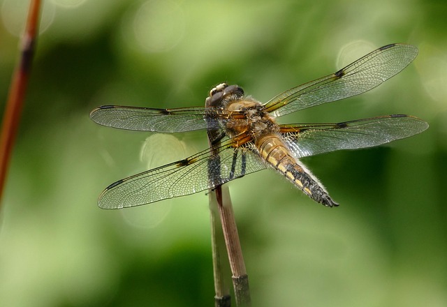 Insect, Libel, Vierfleck, Close-Up