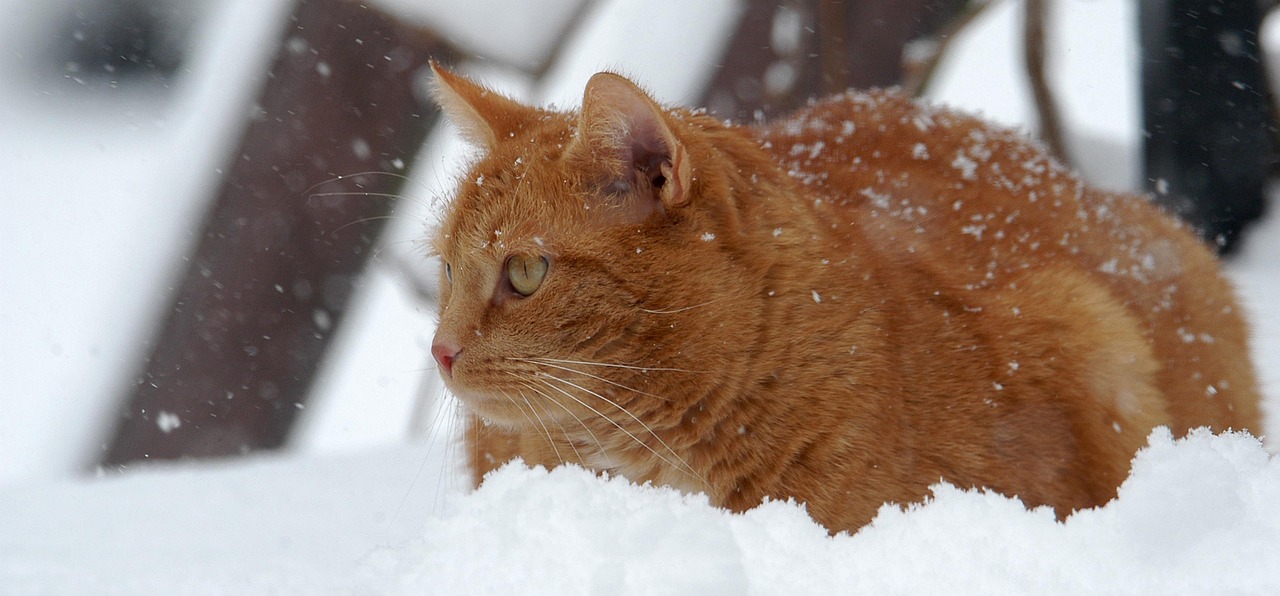 Cat - free online jigsaw puzzle photo