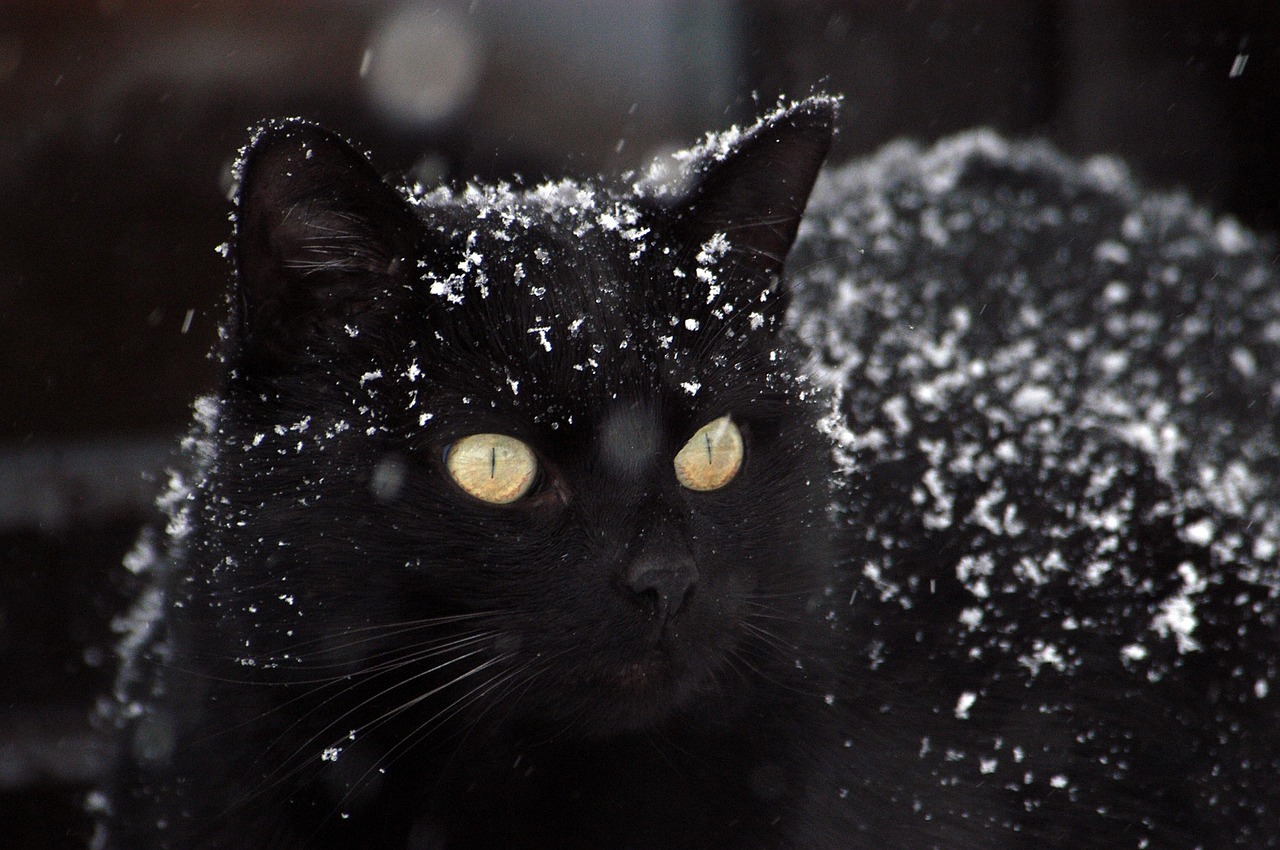 Cat - free online jigsaw puzzle photo