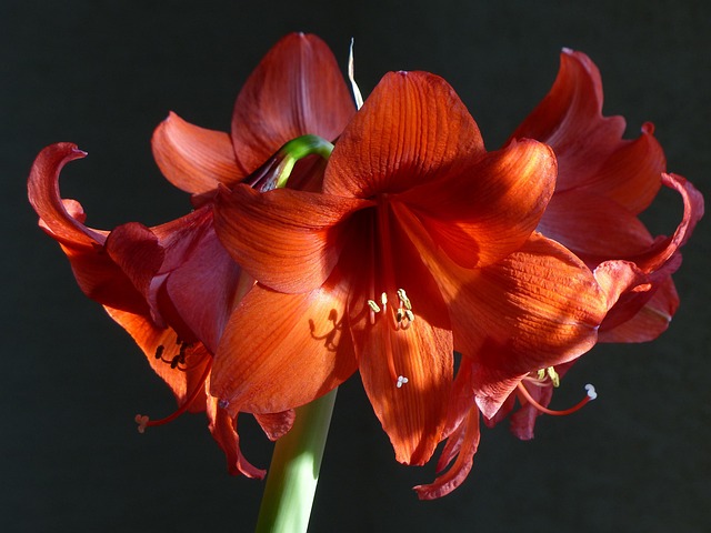 Amaryllis, Kamerplant, Bloesems