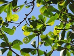 lobular terminalia, branches, green