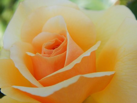Rose, Blomstre, Blomst, Rose Blomster