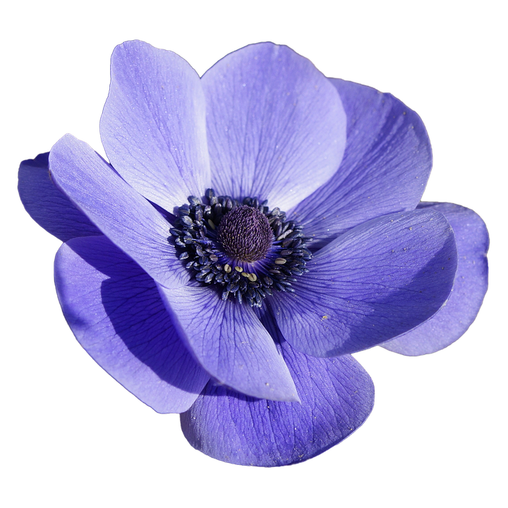Blume Bl te Anemone Kostenloses Bild Auf Pixabay