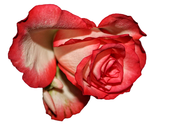 Rose, Blüte, Mehrfarbig, Rot