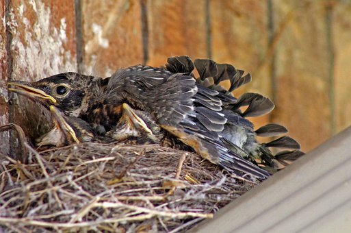 Robin, Baby Robins, Pássaros