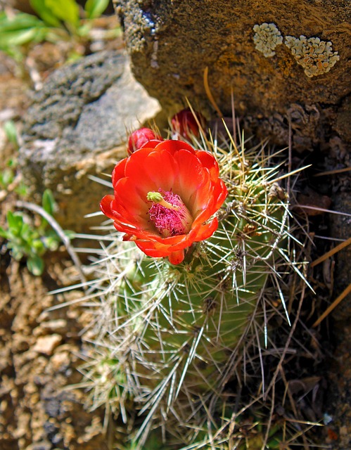 Cacto, Bloom, Flor, Florescer, Cactos