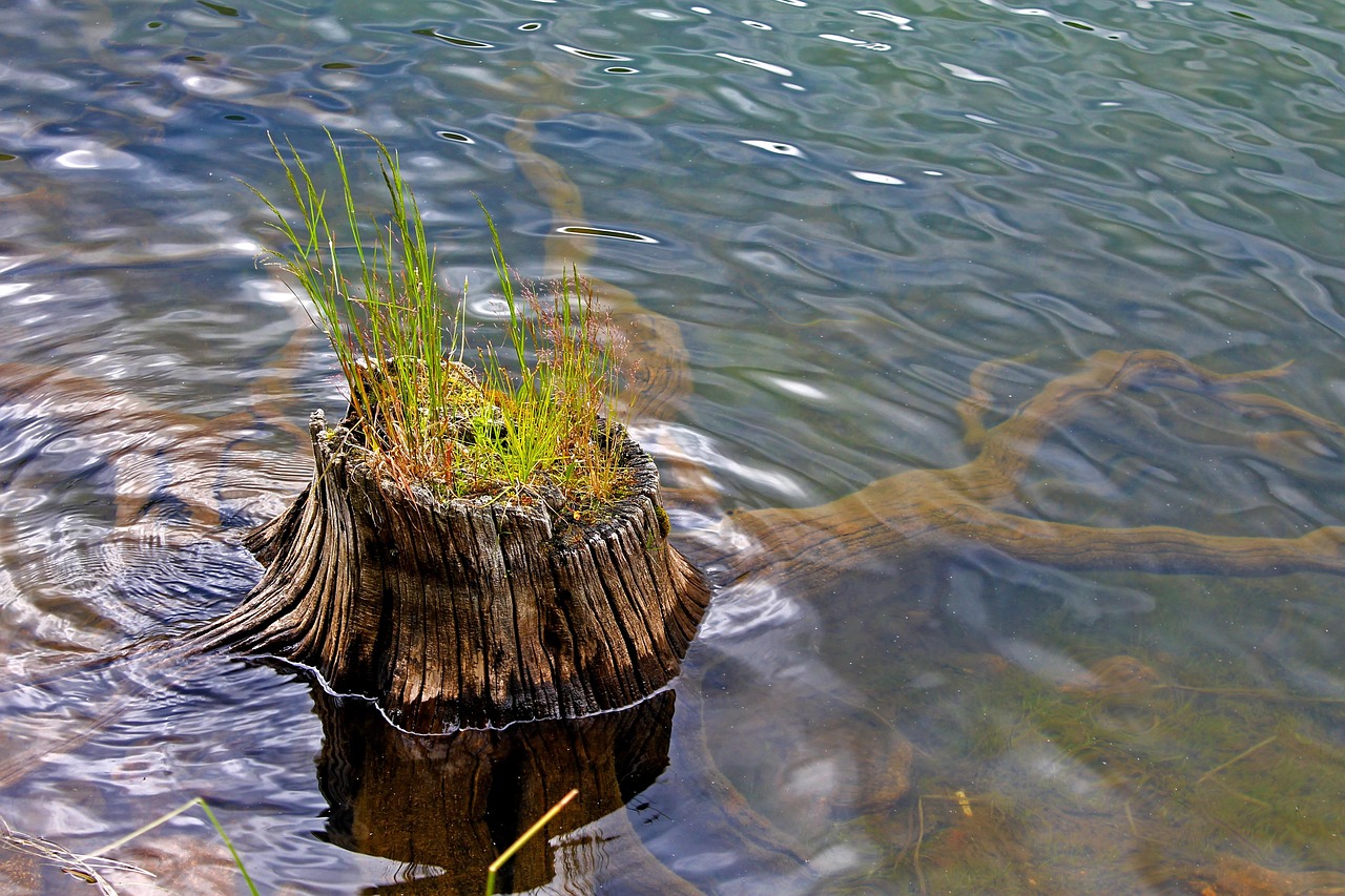 Stump In Water Grass Growing Free photo on Pixabay Pixabay