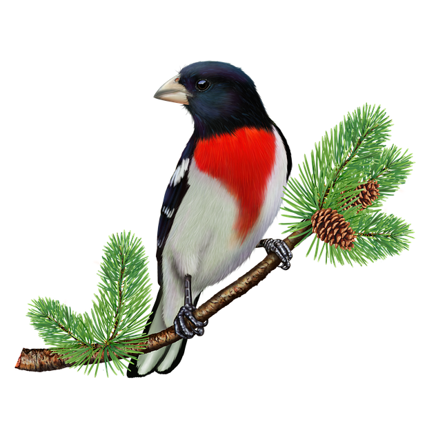 Pheucticus Ludovicianus, Pássaro Canoro
