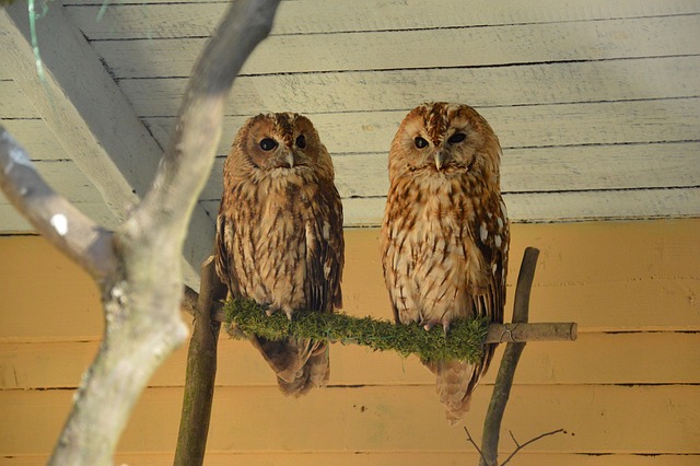 Búho, Cárabo, Búhos, Parque De La Fauna