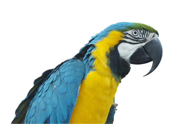Free parrot era bird illustration