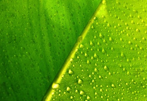 Frunze, Foi, Plantă, Verde, Picături