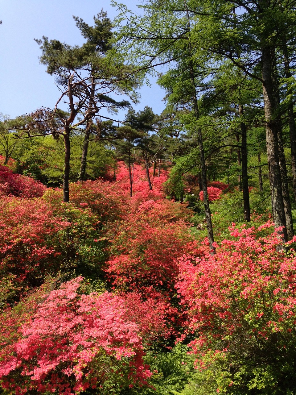 Miyagi Berg Kostenloses Foto auf Pixabay Pixabay