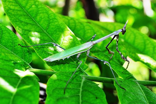 Free Mantis Nature photo and picture