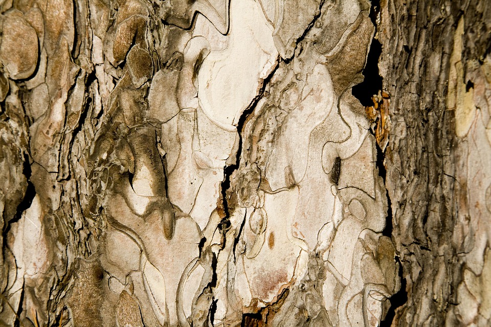 Tejido Árbol Concha - Foto gratis en Pixabay