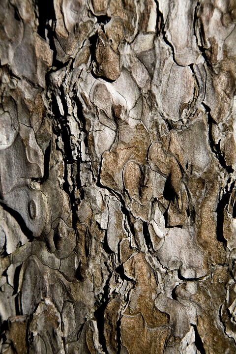 Tree Shell Texture - Free photo on Pixabay - Pixabay