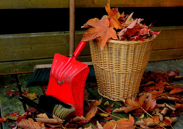 Free Fall Leaves photo and picture