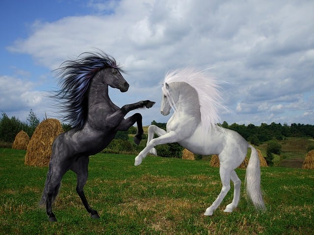 Free horses black white illustration