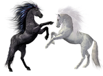 horses, black, white
