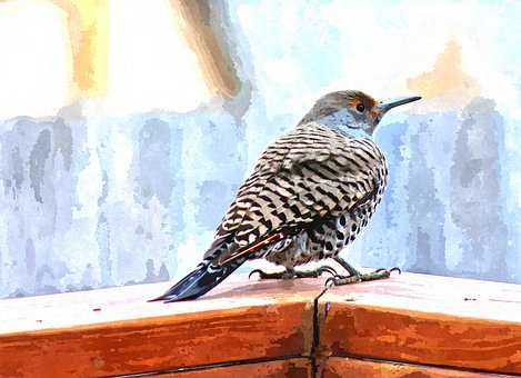 Cintilação, Pássaro, Aquarela, Arte