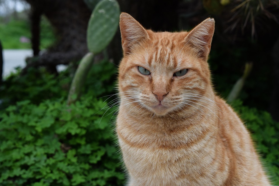 Katzen Können Mäuse Fangen Text Katze Abkommen Zäh · Kostenloses Foto auf Pixabay