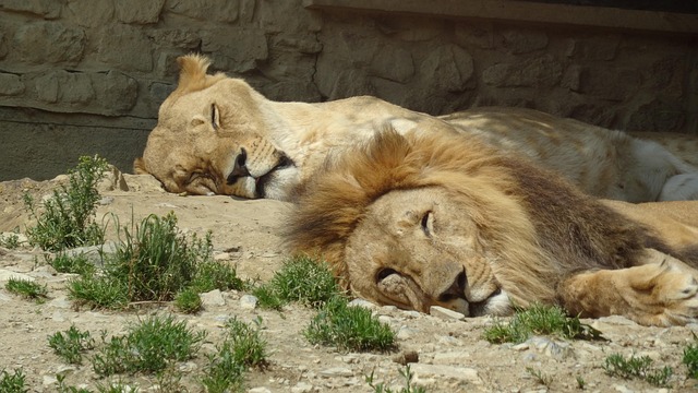 Free Lion Few photo and picture