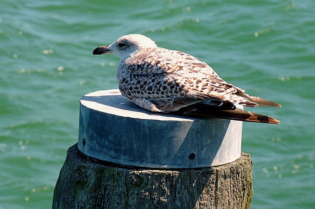 Free Gull Sea photo and picture