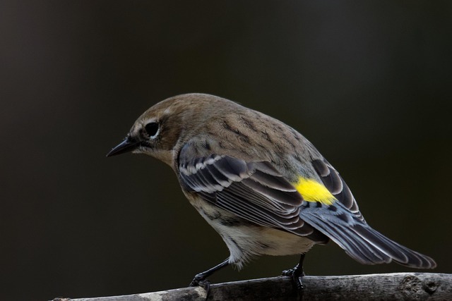 Free Yellow-Rumped Warbler Bird photo and picture