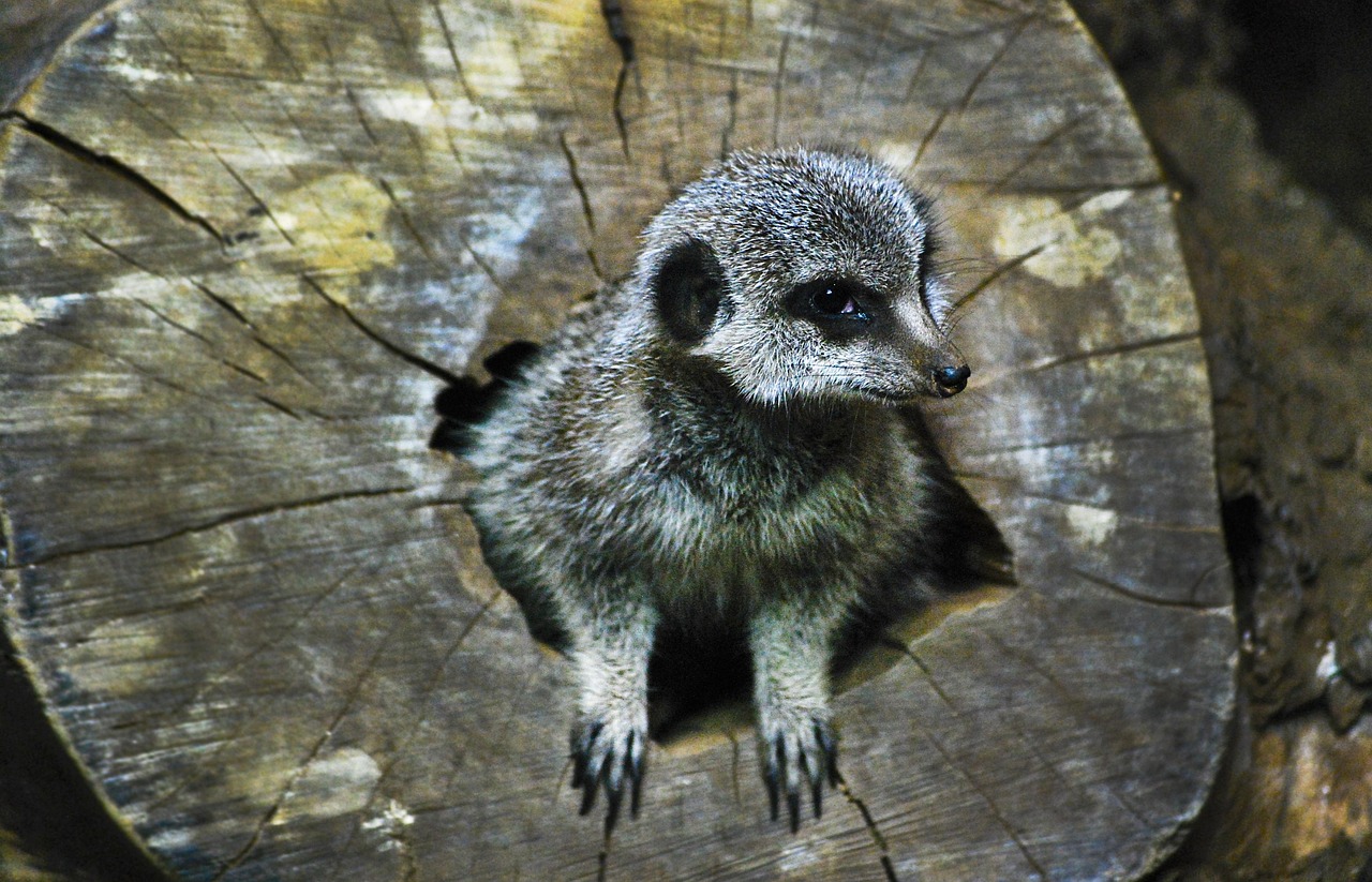 Meerkat - free online jigsaw puzzle photo