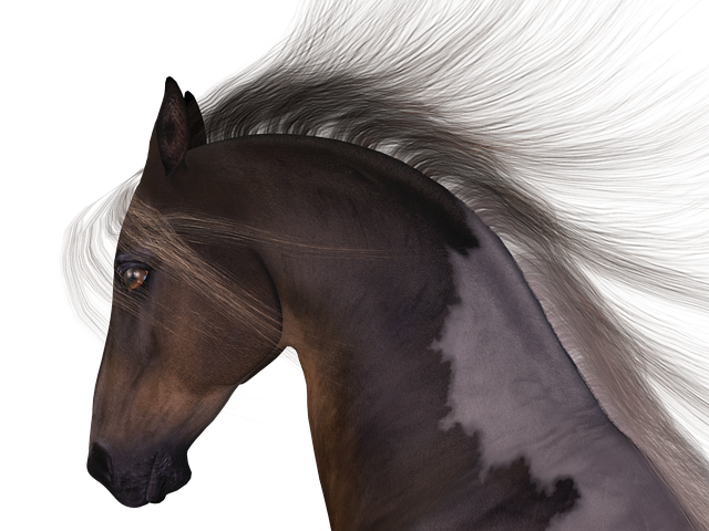 Free horse mane head illustration