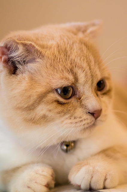 Free Ppt Background Cat photo and picture
