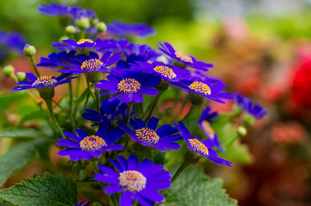 Free Chrysanthemum Stone Wild Flowers photo and picture