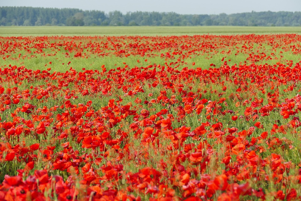 Klaprozen Gebied Van Papavers Gratis Foto Op Pixabay klaprozen-gebied-van-papavers-gratis-foto-op-pixabay