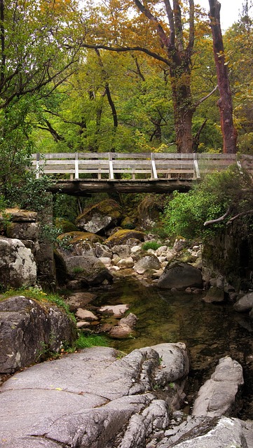 Free Bridge Nature photo and picture