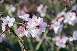 pesco, prunus persica, fiori di pesco