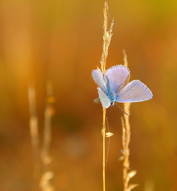 Free Butterfly Insects photo and picture
