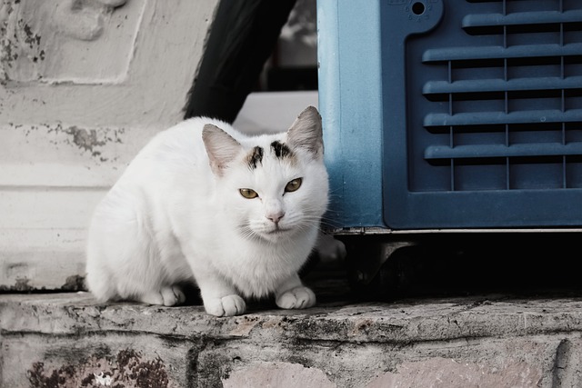 Free Cat White photo and picture