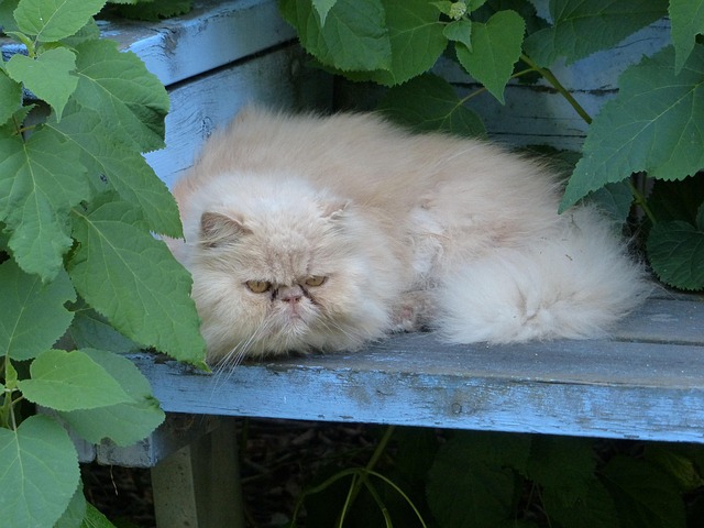 Perzische Kat, Huisdier, Kat