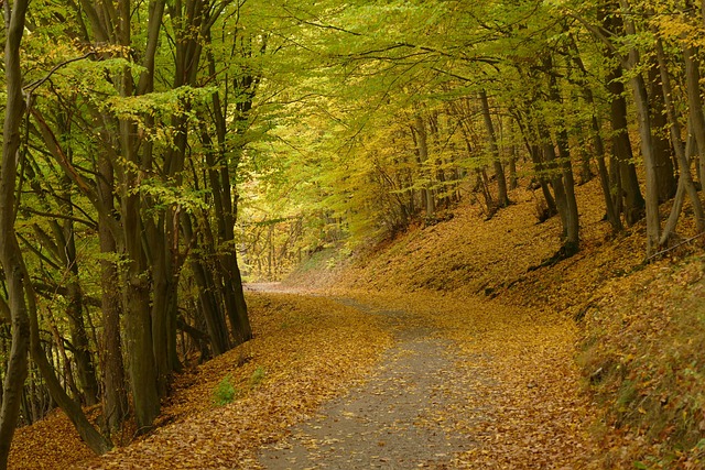 Val, Bospad, Herfstbladeren, Herfst Bos
