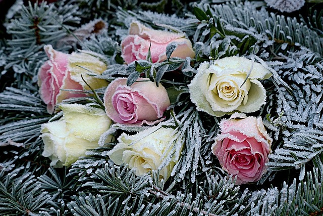 flowers-1983860_640.jpg