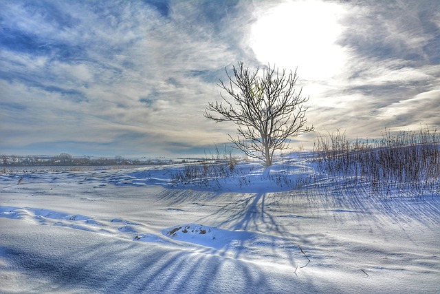 Paisagem De Neve, Árvore Solitária