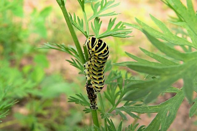 Free Dovetail Nature photo and picture