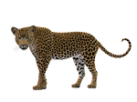 cat, rendering, leopard