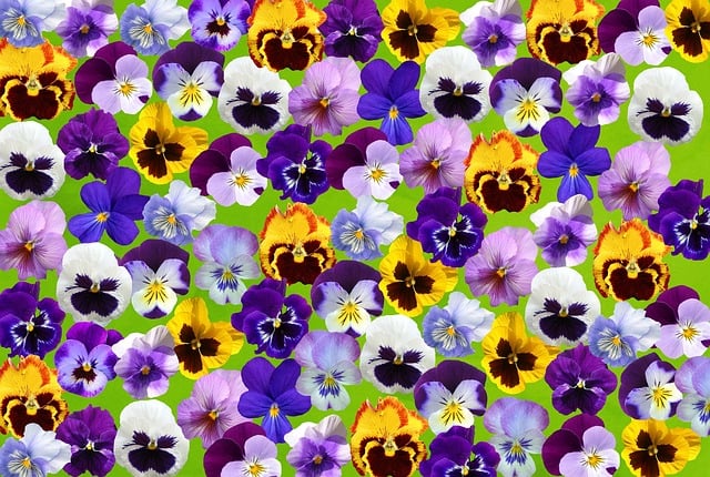 Primavera, Amor-Perfeito, 400